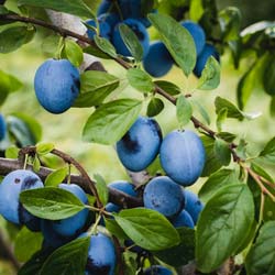 prunus domestica plum me